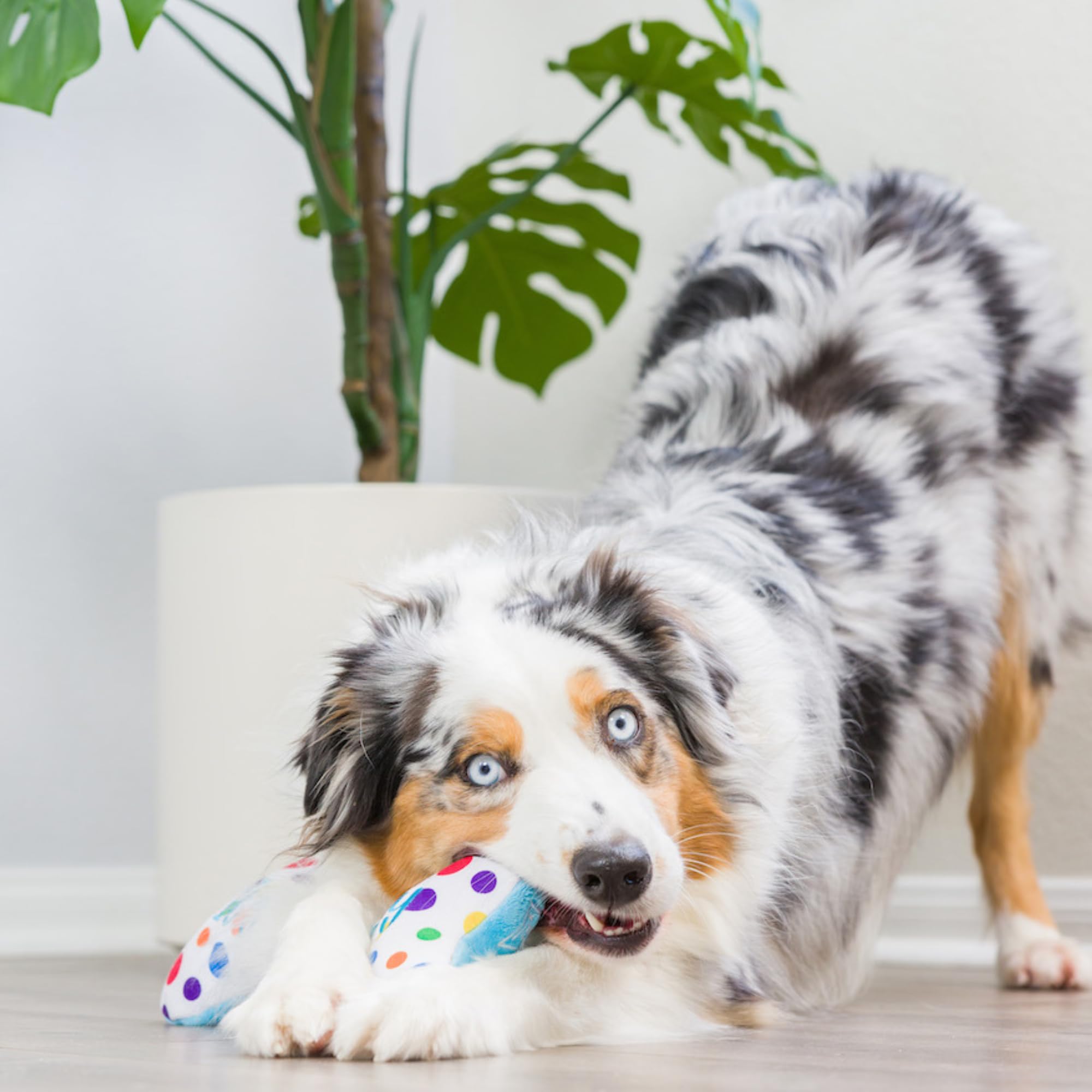 Huxley & Kent Squeaky Dog Toy - Funny Birthday Bone for Small Dogs | Durable Plush Chew Toy with Squeaker | Perfect Gift for Puppies | Indoor & Outdoor Play, Training Reward, Barkday Celebration | Safe & Fun Dog Accessory