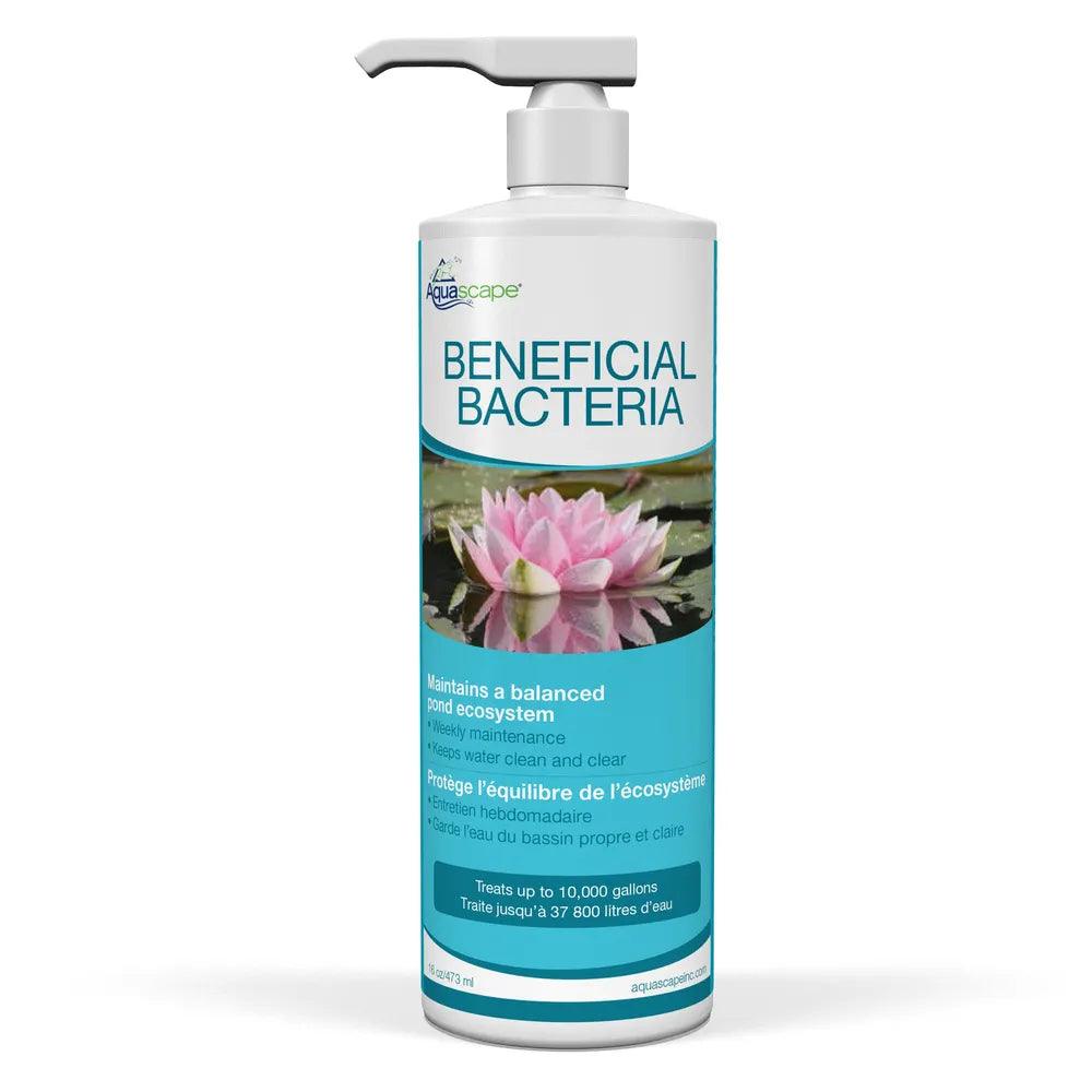 Probiotic Supplements for Gut Health - Beneficial Bacteria for Digestion & Immune Support - Use Daily for Optimal Wellness
