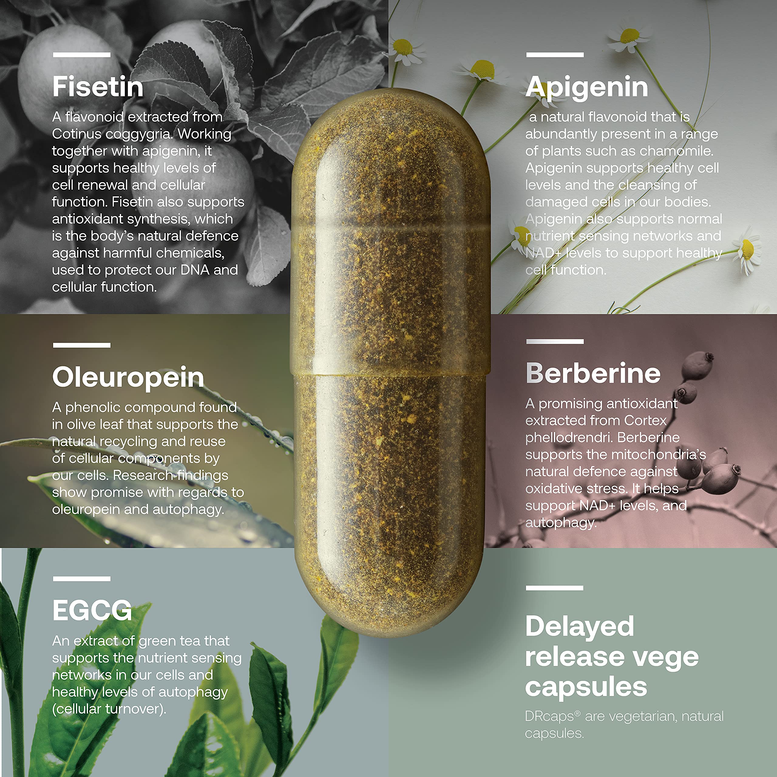 SRW Cel³ Renewal 180 Capsules - Stem Cell Supplement with Fisetin, Apigenin & Oleuropein | Supports Youthful Cell Function, Cellular Renewal & Healthy Aging | Anti-Aging Supplement for Men & Women | Perfect for Daily Wellness Routine & Longevity Support