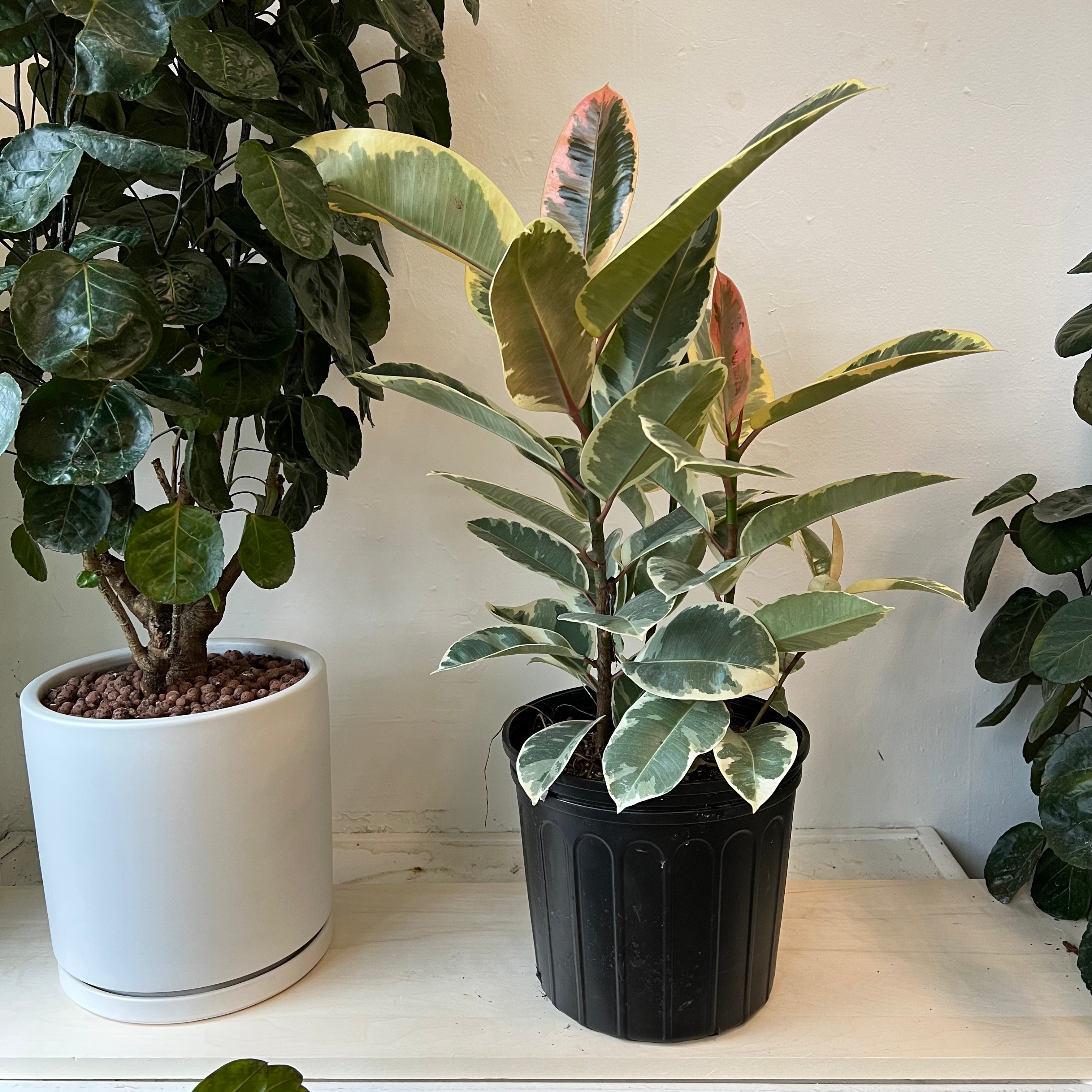 Ficus Tineke Rubber Plant - Live Indoor Houseplant for Home & Office Decor - Perfect for Living Room, Bedroom, or Workspace