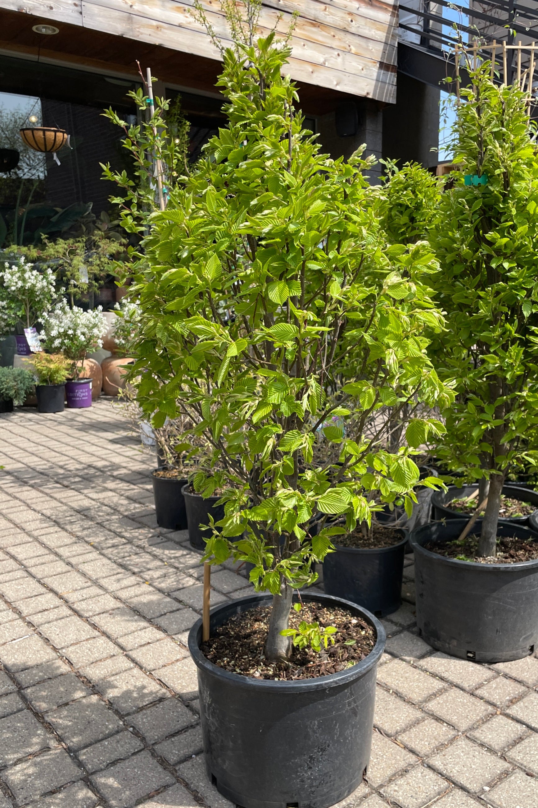 Dwarf Columnar European Hornbeam Tree (Carpinus betulus 'Columnaris Nana') - #6 Container Size - Perfect for Small Gardens, Urban Landscaping & Privacy Hedges