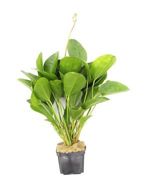 Dennerle Echinodorus 'Small Bear' XXL Aquatic Plant - Live Aquarium Plants for Fish Tank Decoration | Perfect for Freshwater Aquascaping & Shrimp Tanks