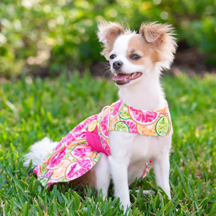 Citrus Slice Dog Dress with Matching Leash - Cute Summer Pet Outfit for Small Dogs, Perfect for Beach Walks & Outdoor Adventures