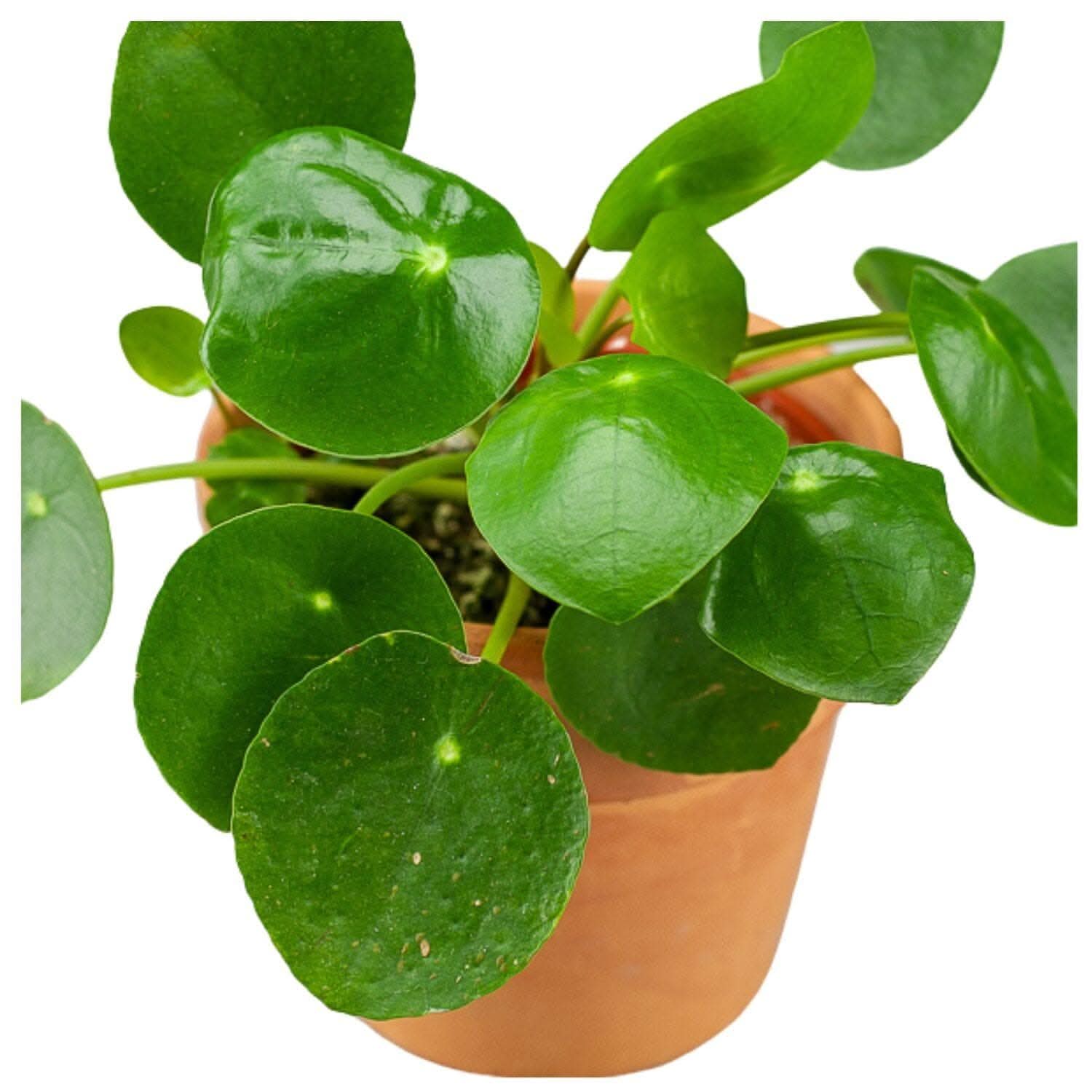Pilea Peperomioides - Chinese Money Plant - Live Indoor Houseplant for Home & Office Decor - Perfect for Tabletops, Shelves, and Gift Giving