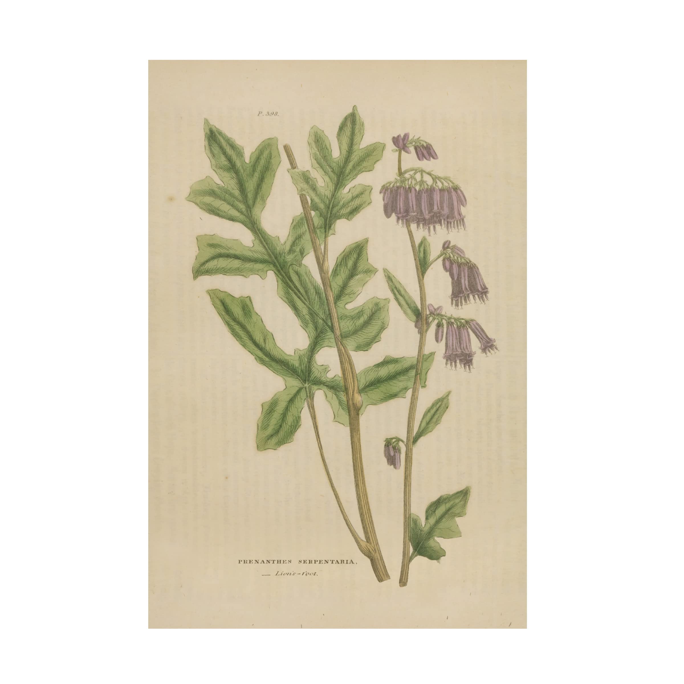 Wild Apple Portfolio 'Herbal Botanical XVII' Canvas Wall Art Print - Nature Inspired Home Decor for Living Room, Bedroom & Office