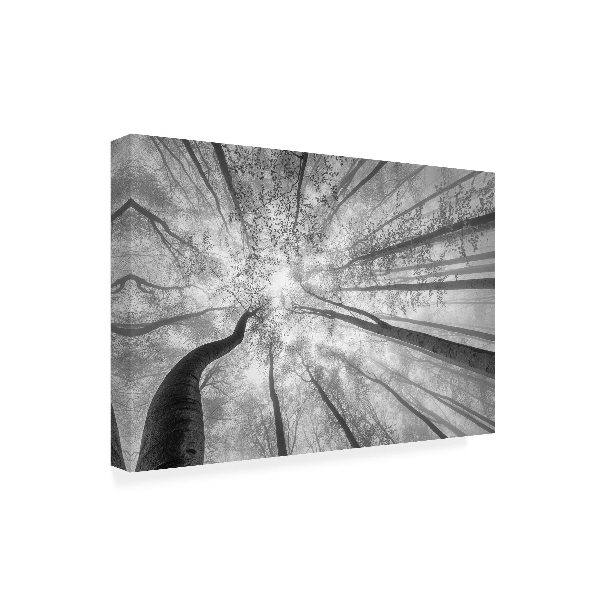 Trademark Fine Art 'Spring Crown Of Trees' Canvas Wall Art by Tom Pavlasek - Nature Landscape Painting for Living Room, Bedroom & Office Decor