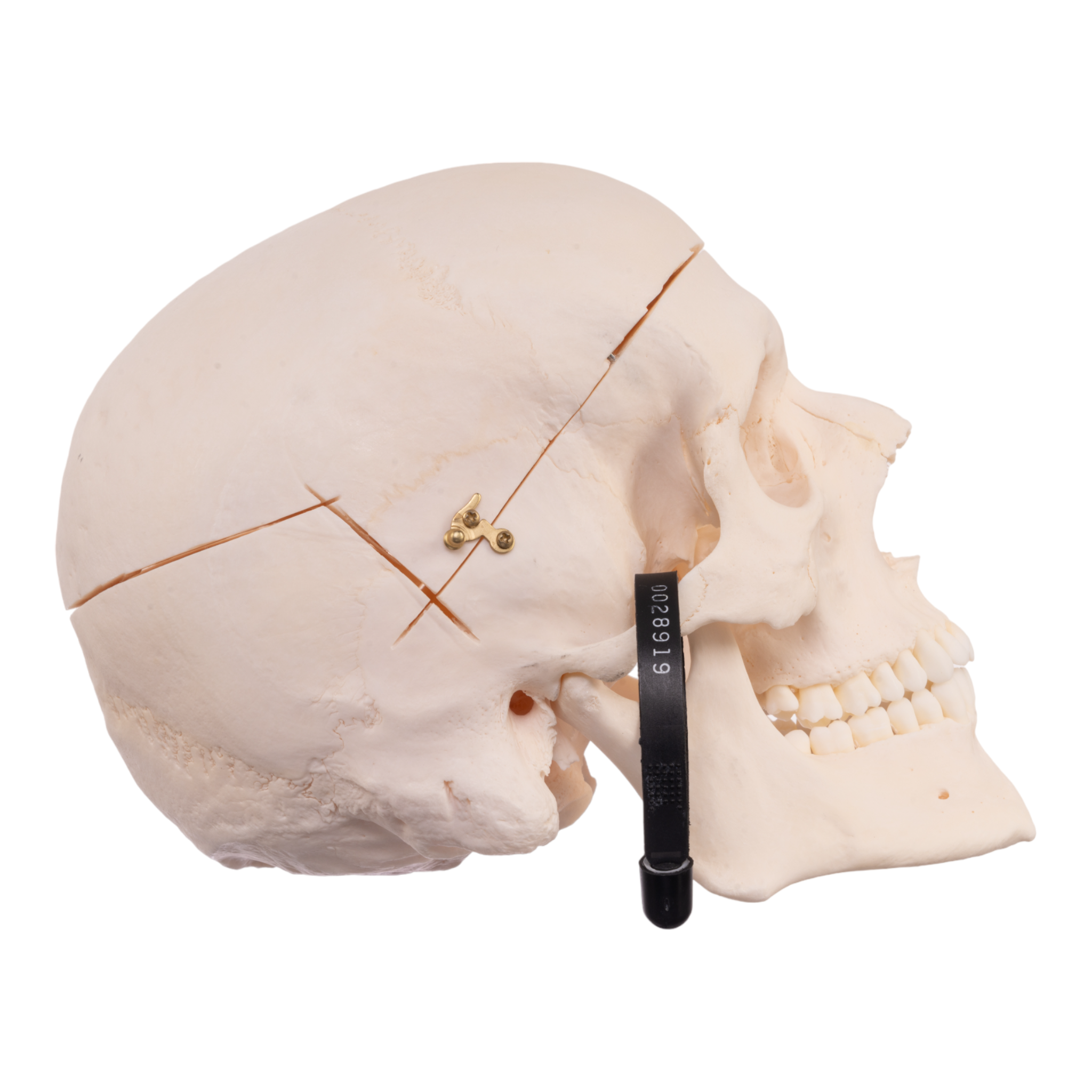 Premium Anatomical Human Skull Model - Accurate & Detailed for Medical Study, Halloween Decor, and Science Education | Perfect for Doctors, Students, and Collectors