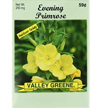 Evening Primrose