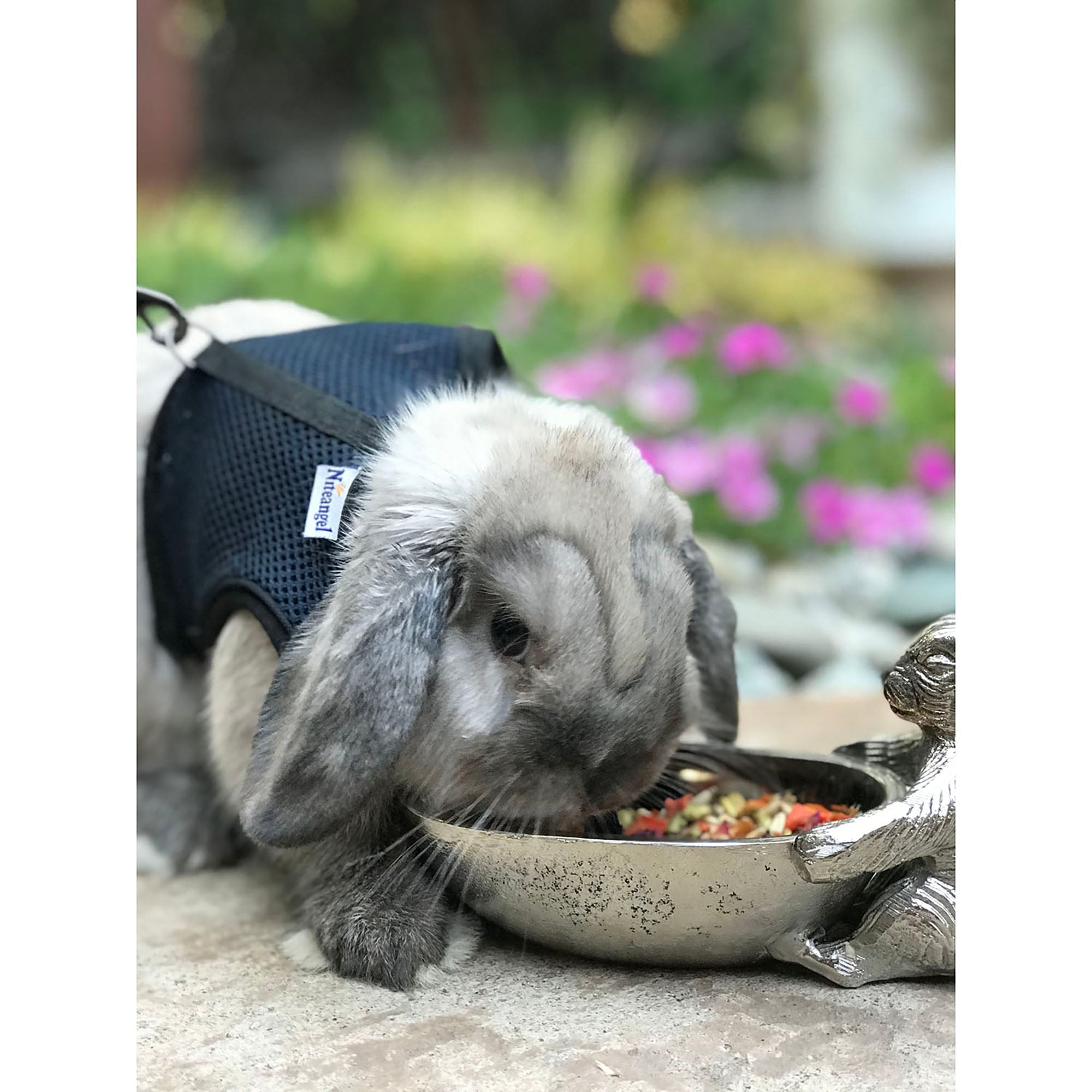Premium Herbivore Treat Assortment for Rabbits, Guinea Pigs & Small Pets - Healthy Natural Snacks for Daily Feeding & Training Rewards