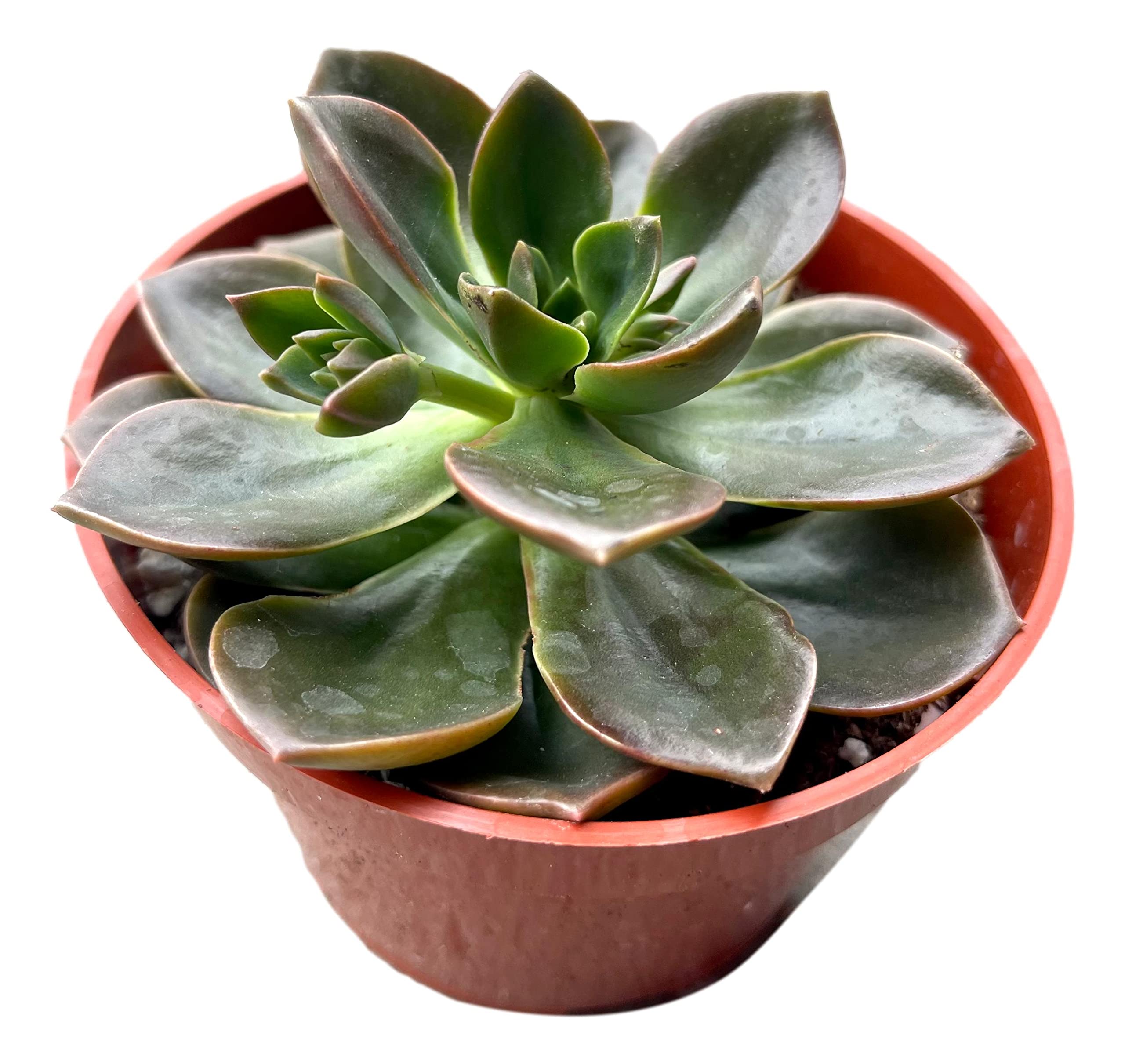 Live Echeveria Succulent Plant - 4 Inch Burgundy Pearl in Plastic Growers Pot | Indoor Houseplant, Office Decor, Gift Idea