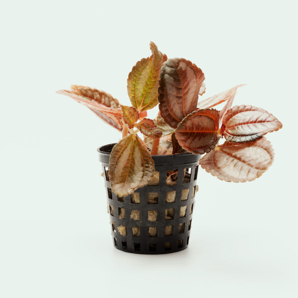Pilea Spruceana - Silver Tree Plant for Home & Office Decor | Easy Care Indoor Houseplant for Living Room, Bedroom, or Desk