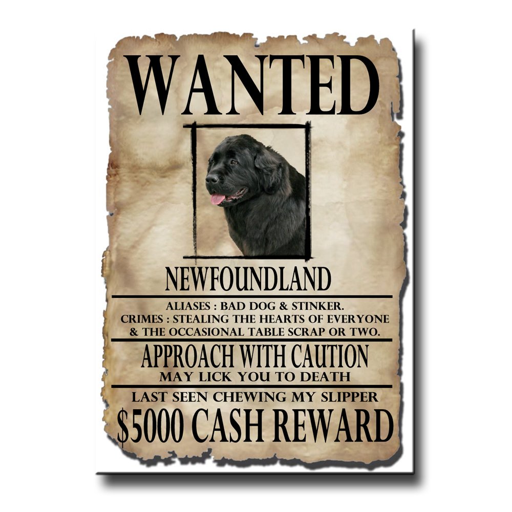 Funny Newfoundland Wanted Poster Fridge Magnet No.2 - Black Novelty Refrigerator Magnet for Home, Office & Gifts | Perfect for Kitchens, Dorm Rooms & Bulletin Boards
