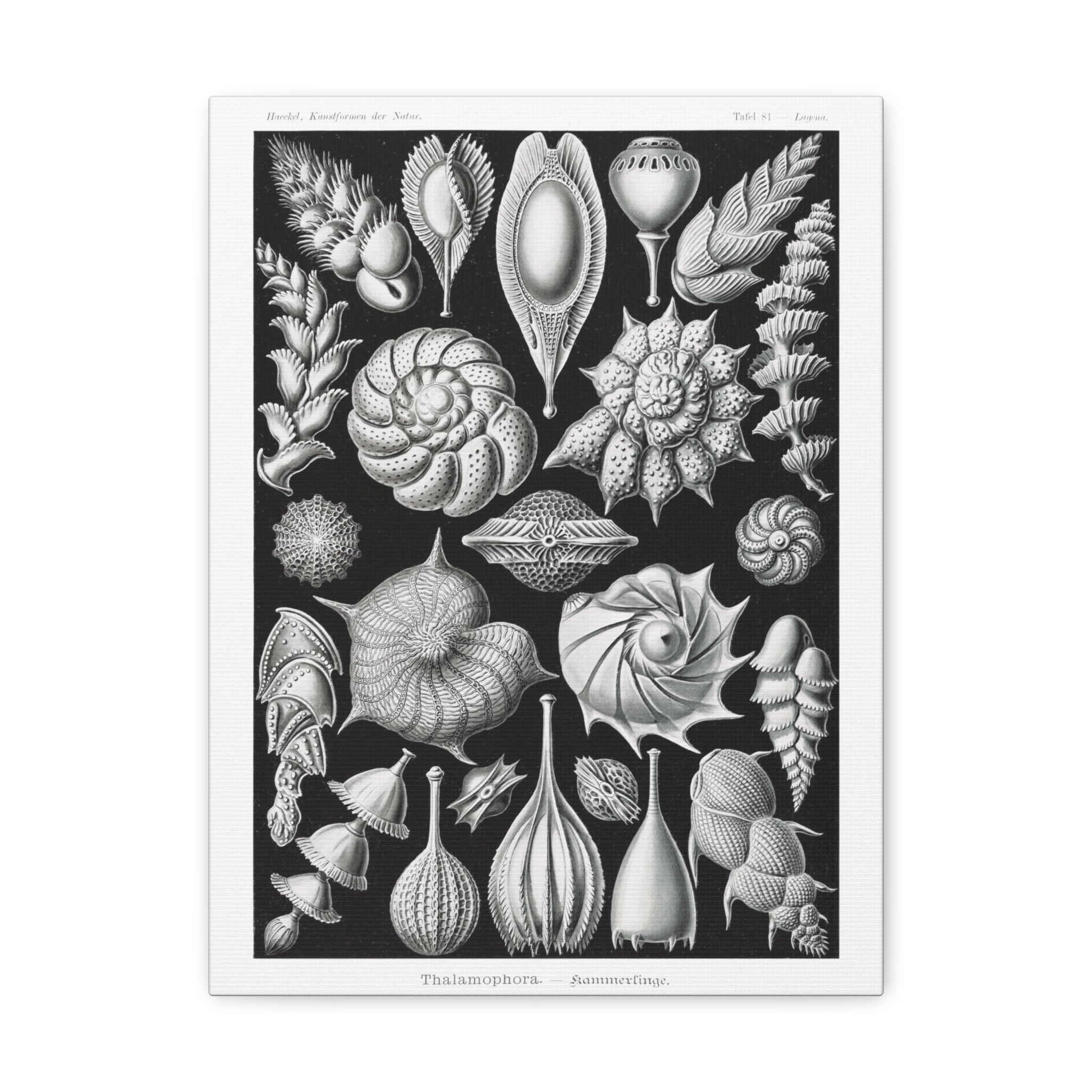 Ernst Haeckel Thalamophora Kammerlinge Art Print - Premium Canvas Wall Decor for Living Room, Bedroom & Office