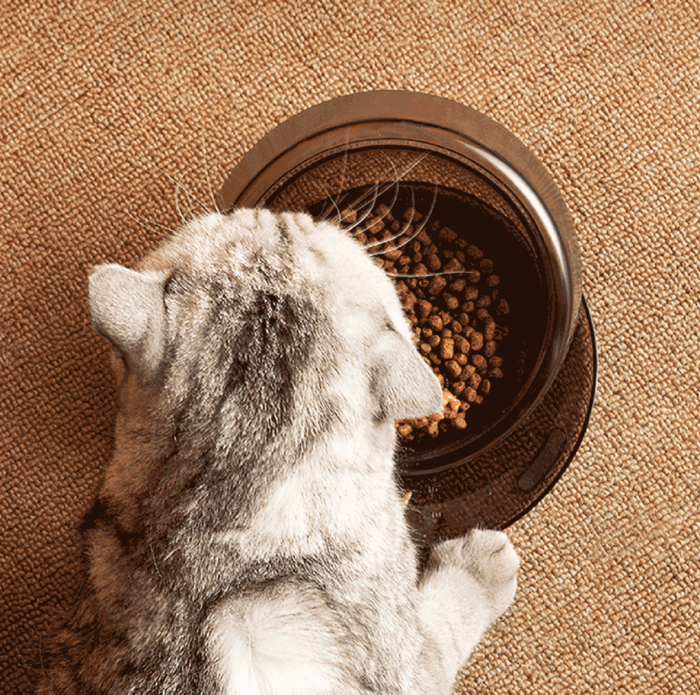 Tilt n Serve Pet Feeding Bowl - Non-Slip Elevated Dog & Cat Food Dish for Easy Mealtime - Perfect for Small, Medium & Large Pets at Home or Travel