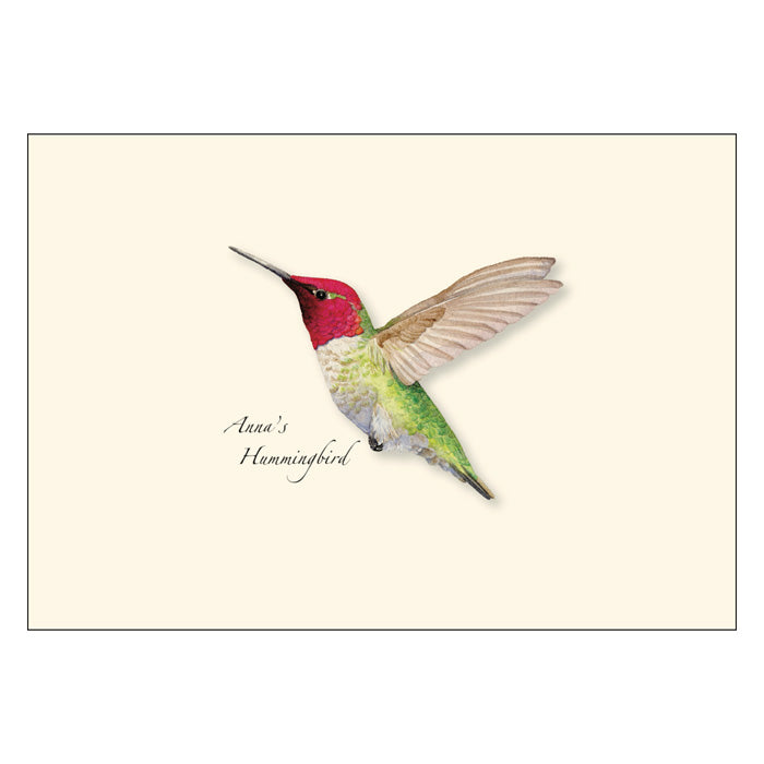 Anna's Hummingbird Greeting Cards Set - Beautiful Bird Note Cards for Thank You, Birthday & Holiday Cards - Perfect for Nature Lovers & Bird Watching Enthusiasts