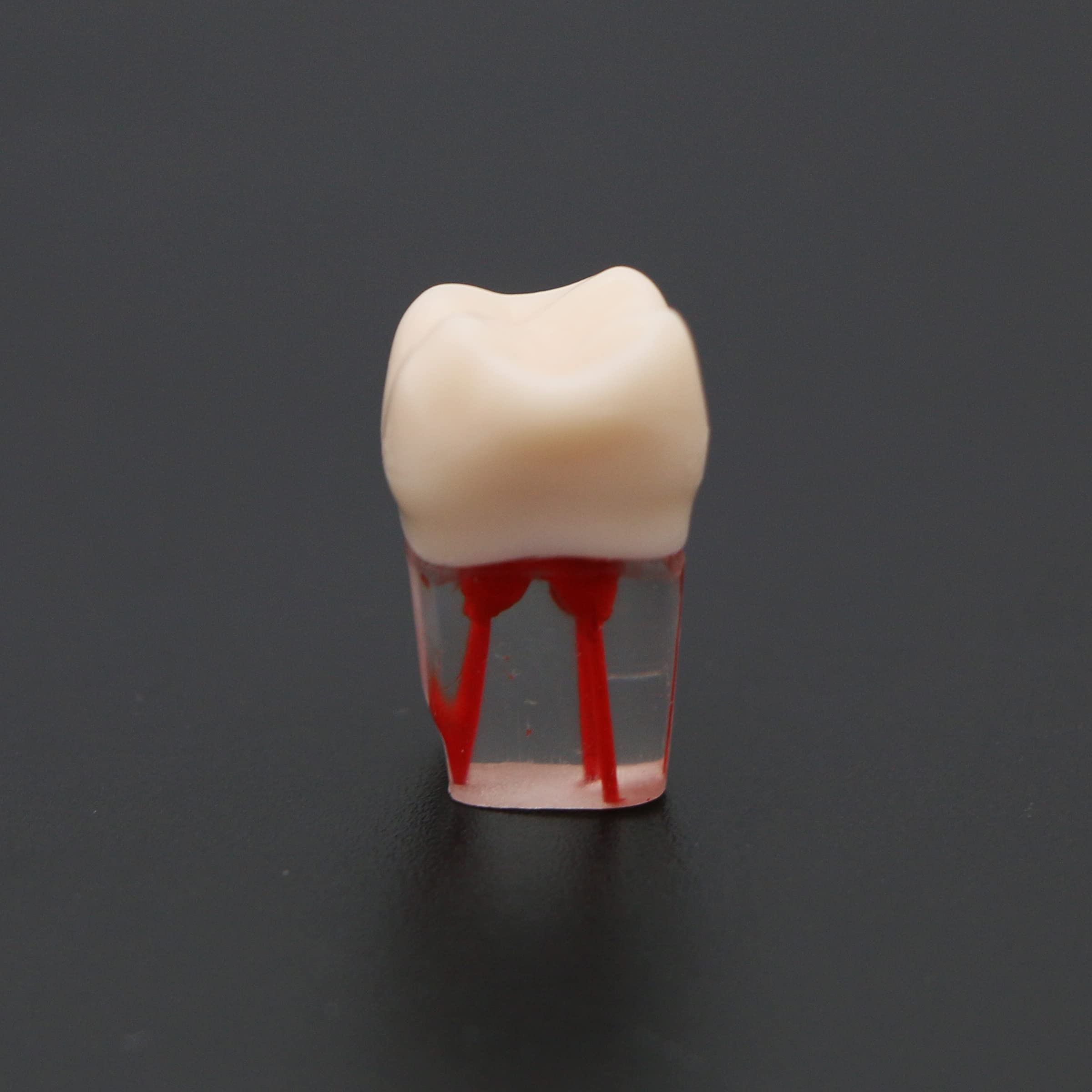 10 Pcs Dental Teeth Model for RCT Practice - Tooth Block with Pulp Cavity for Dental Teaching & Study - Perfect for Dental Students, Professionals & Training Classes