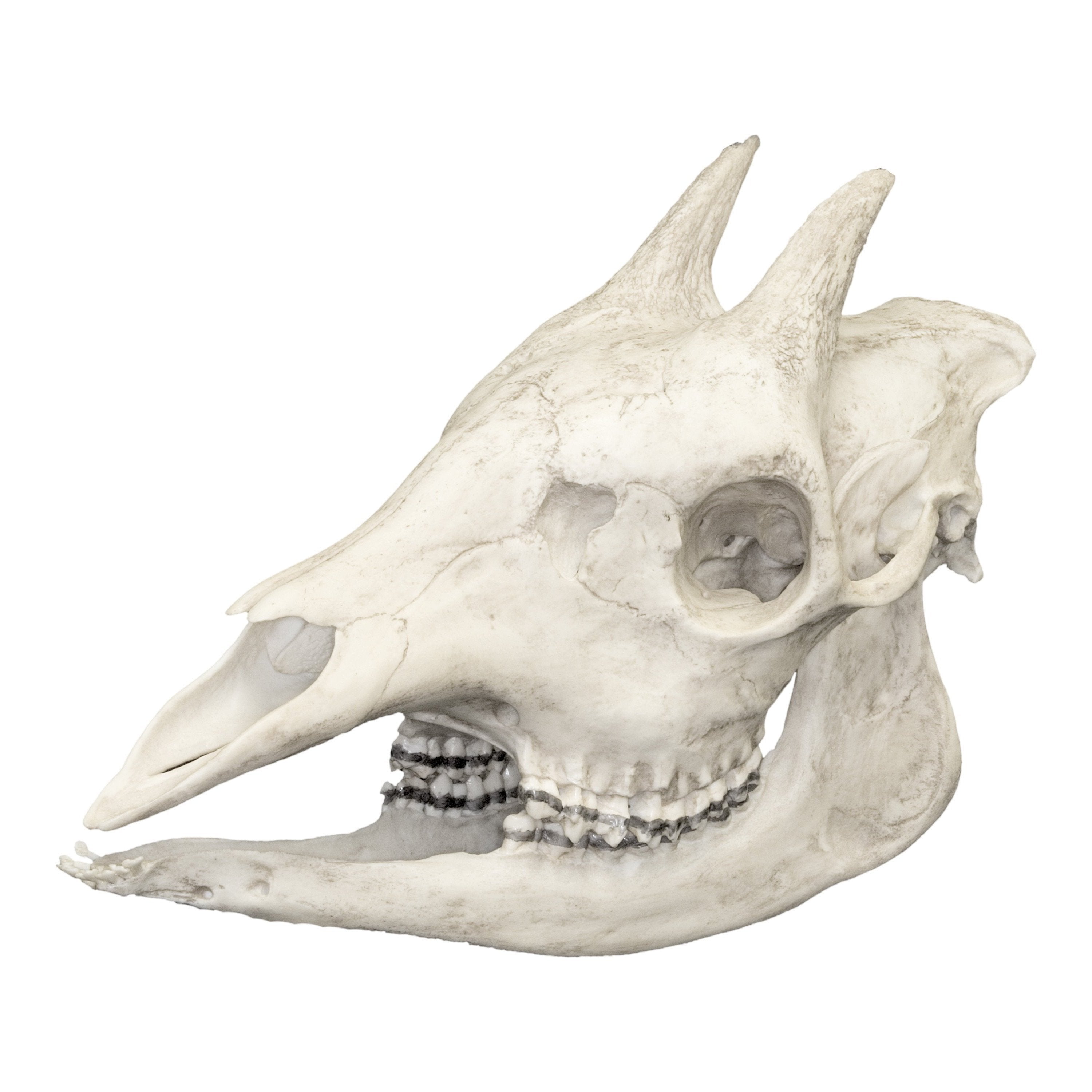 Authentic Okapi Skull Replica - Handcrafted Taxidermy Art for Home Decor, Cabinets of Curiosities & Gothic Collections