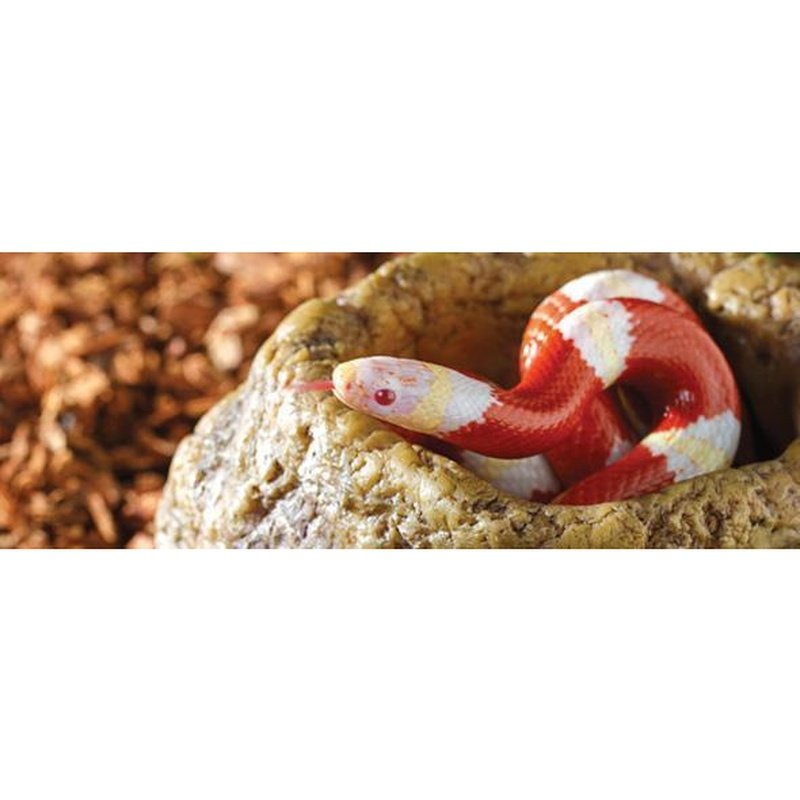 Exo Terra Snake Bowl - Extra Deep Water Dish for Reptiles & Amphibians - Ideal for Terrariums, Vivariums, and Pet Enclosures
