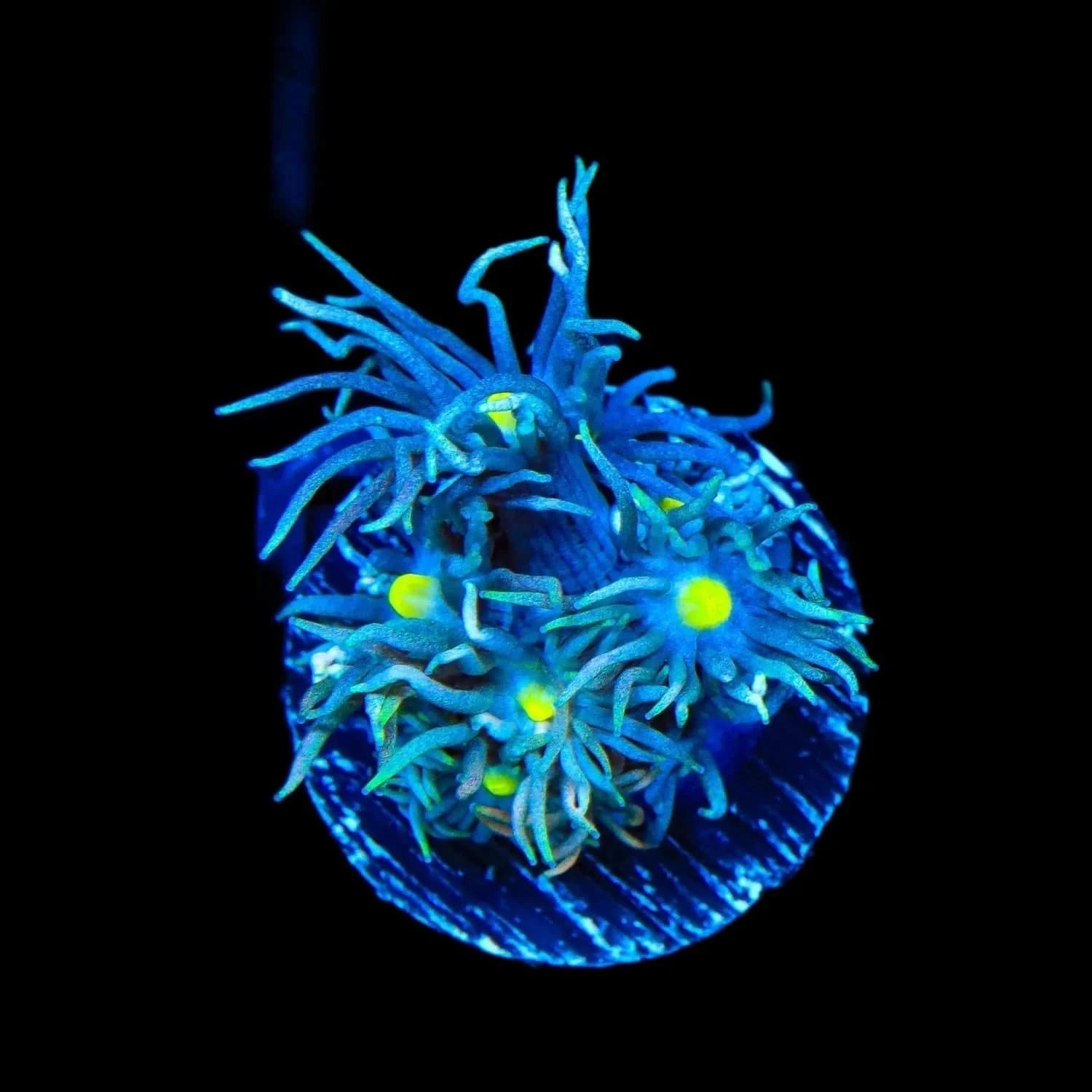 Blue Snake Eye Goniopora Coral - Vibrant Saltwater Aquarium Coral for Reef Tanks | Perfect for Marine Aquascaping & Coral Propagation