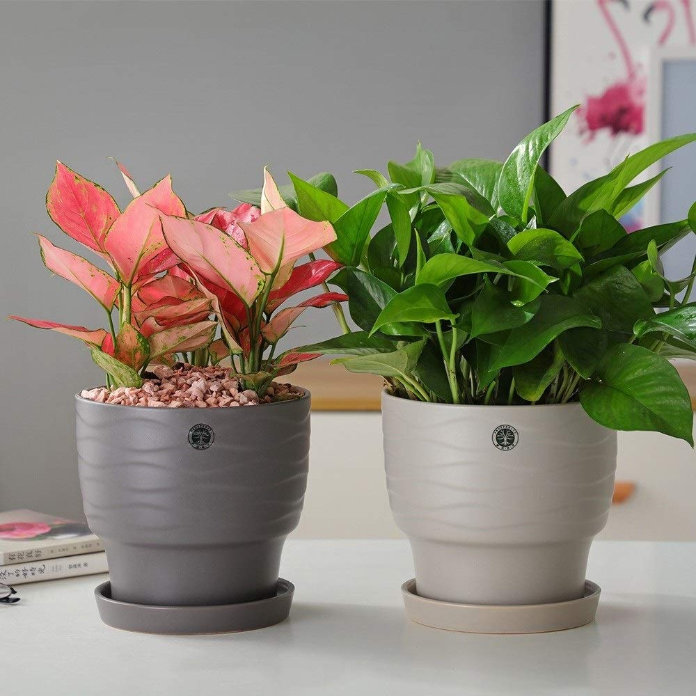 Ceramic Succulent Planter with Drainage Hole & Tray - Flower Pot for Cactus, Plants, Home, Garden, Office & Desk Decor - Perfect for Indoor & Outdoor Use, Tabletops, Windowsills & Gifts