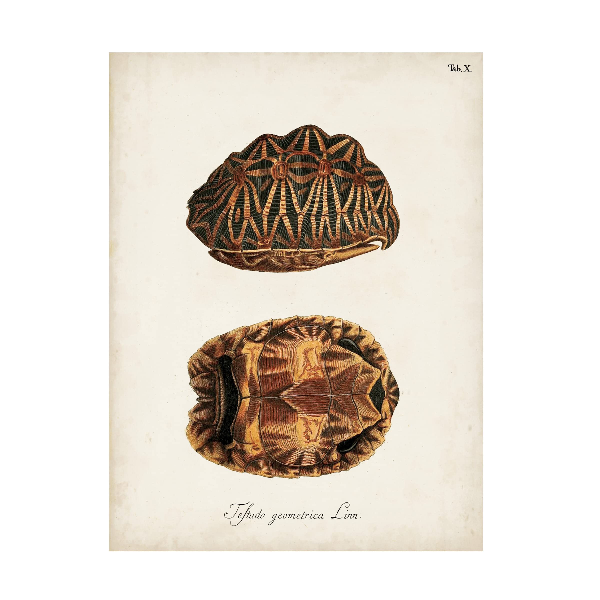 Trademark Fine Art 'Antique Turtles & Shells I' Canvas Wall Art Print - Vintage Ocean Turtle Painting for Beach House Decor, Living Room & Coastal Home Interior Design