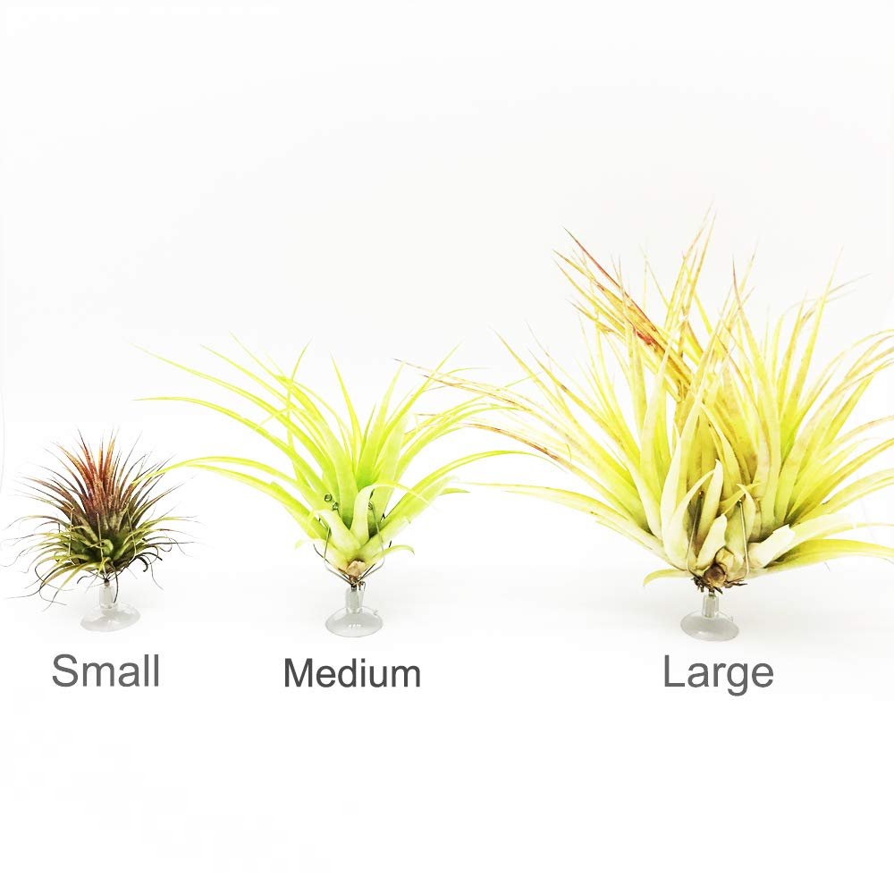10 Pack Vertical Air Plant Holders with Suction Cups - Stainless Steel Tillandsia Planters for Wall & Window Display - Perfect for Home, Office Decor & DIY Tillandsia Art (Small)