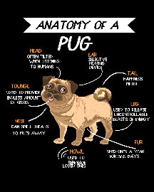 Anatomy of a Pug