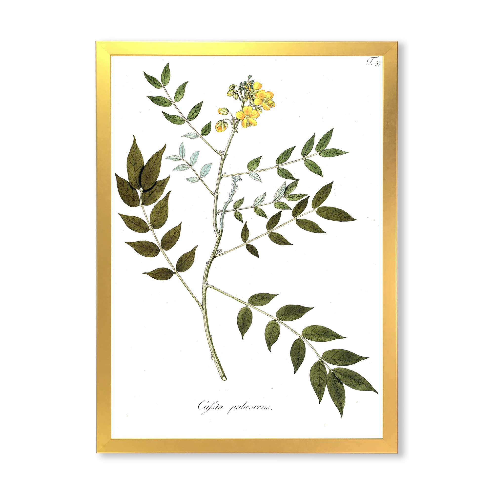 Vintage Botanicals XVIII Traditional Framed Wall Art - Classic Floral Home Decor for Living Room, Bedroom & Office