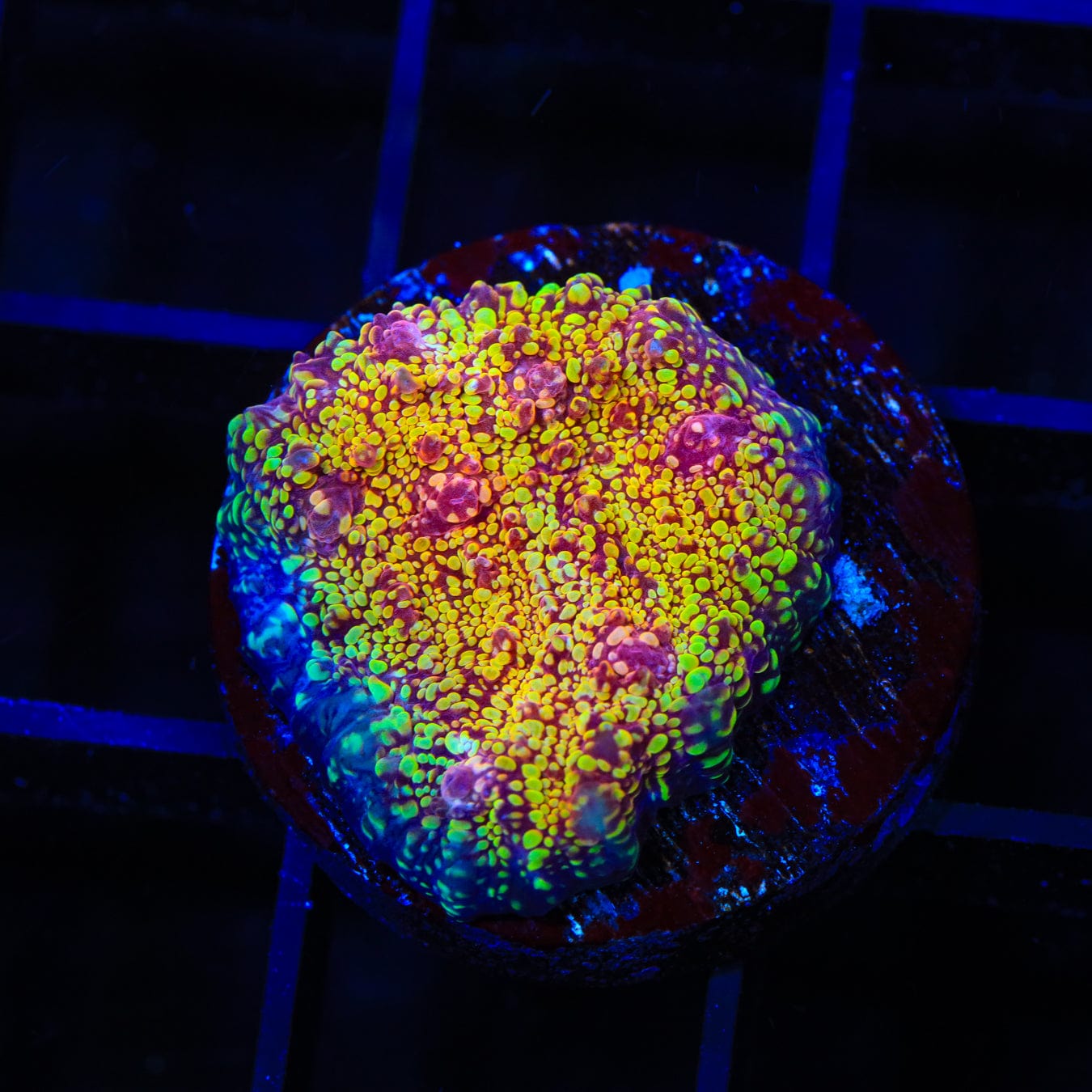 CB El Diablo Chalice Coral - Premium Live Coral for Saltwater Aquariums | Perfect for Reef Tanks & Marine Displays