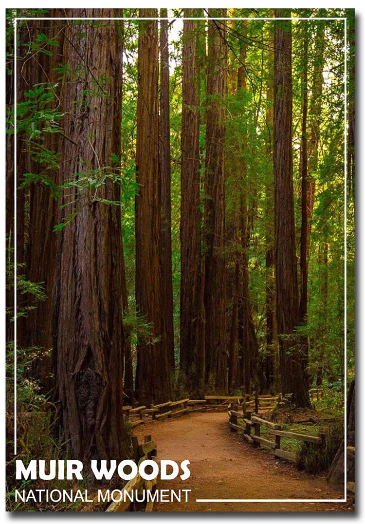 Muir Woods National Monument California Souvenir Fridge Magnet - 2.5