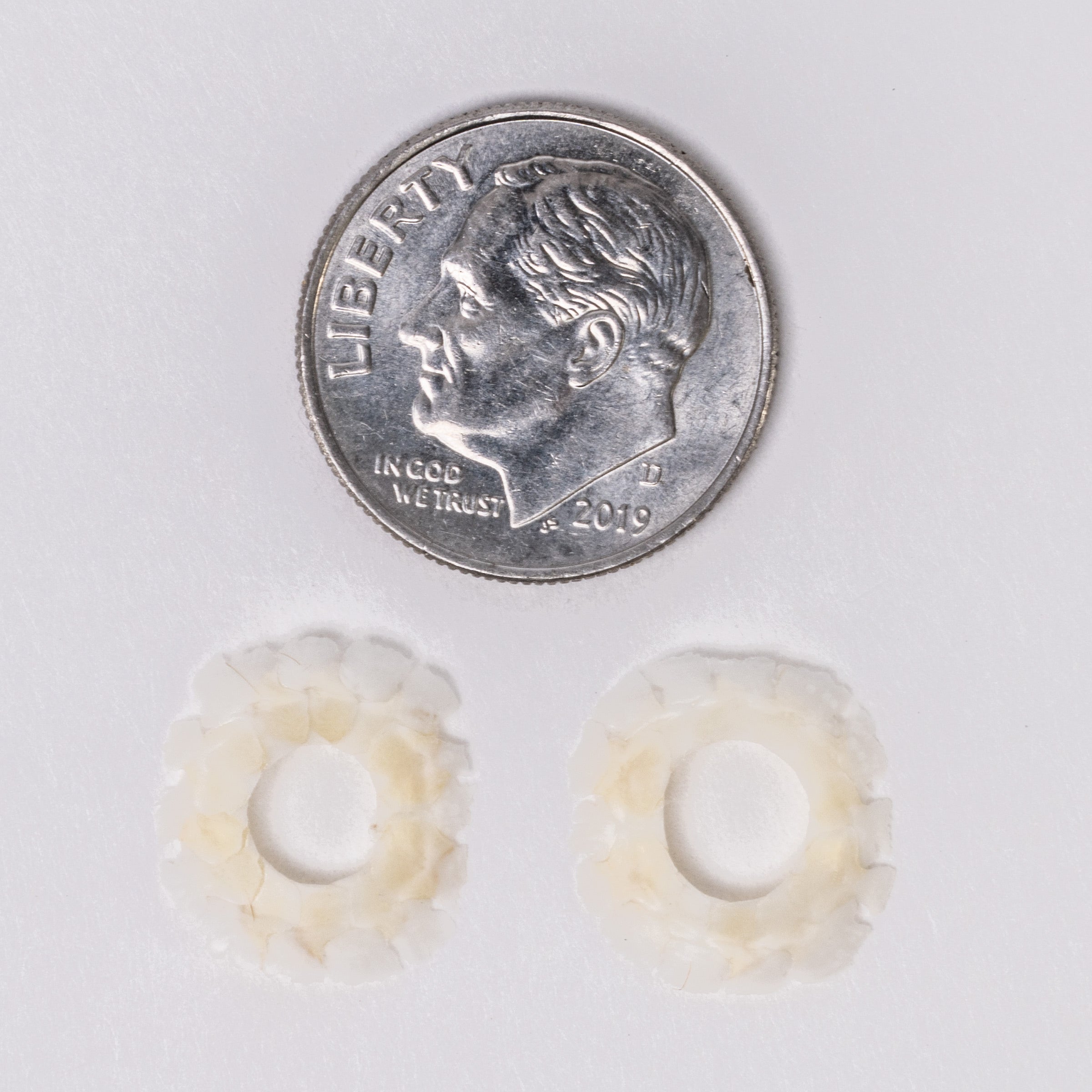 Authentic Lizard Sclerotic Ossicle Pair - Perfect for Biology Studies, Fossil Collections & Educational Displays