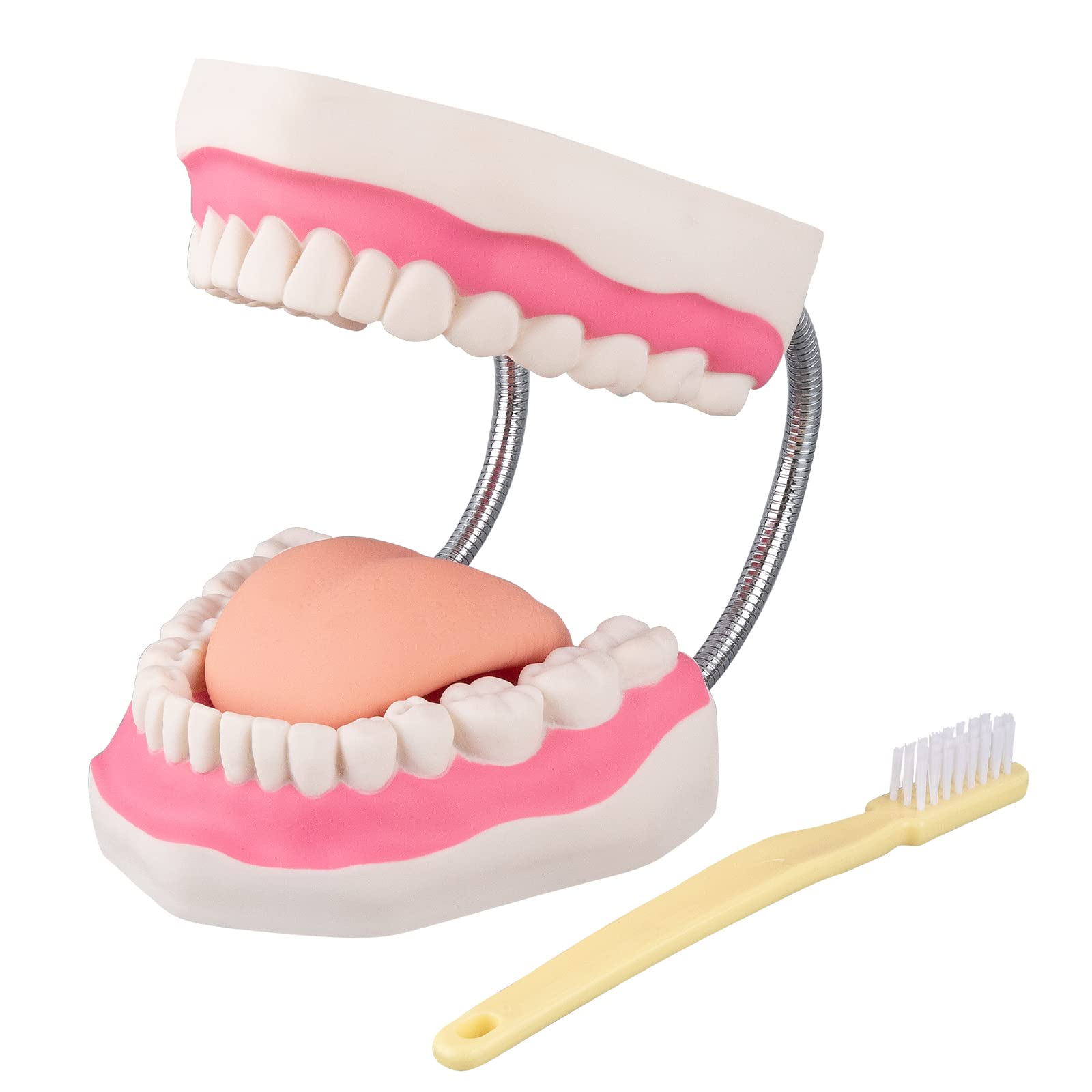 6X Dental Hygiene Teeth Model with Movable Tongue & Denture Toothbrush - Speech Therapy Mouth Model for Dentists & Students - Perfect for Dental Education, Practice & Patient Demonstration