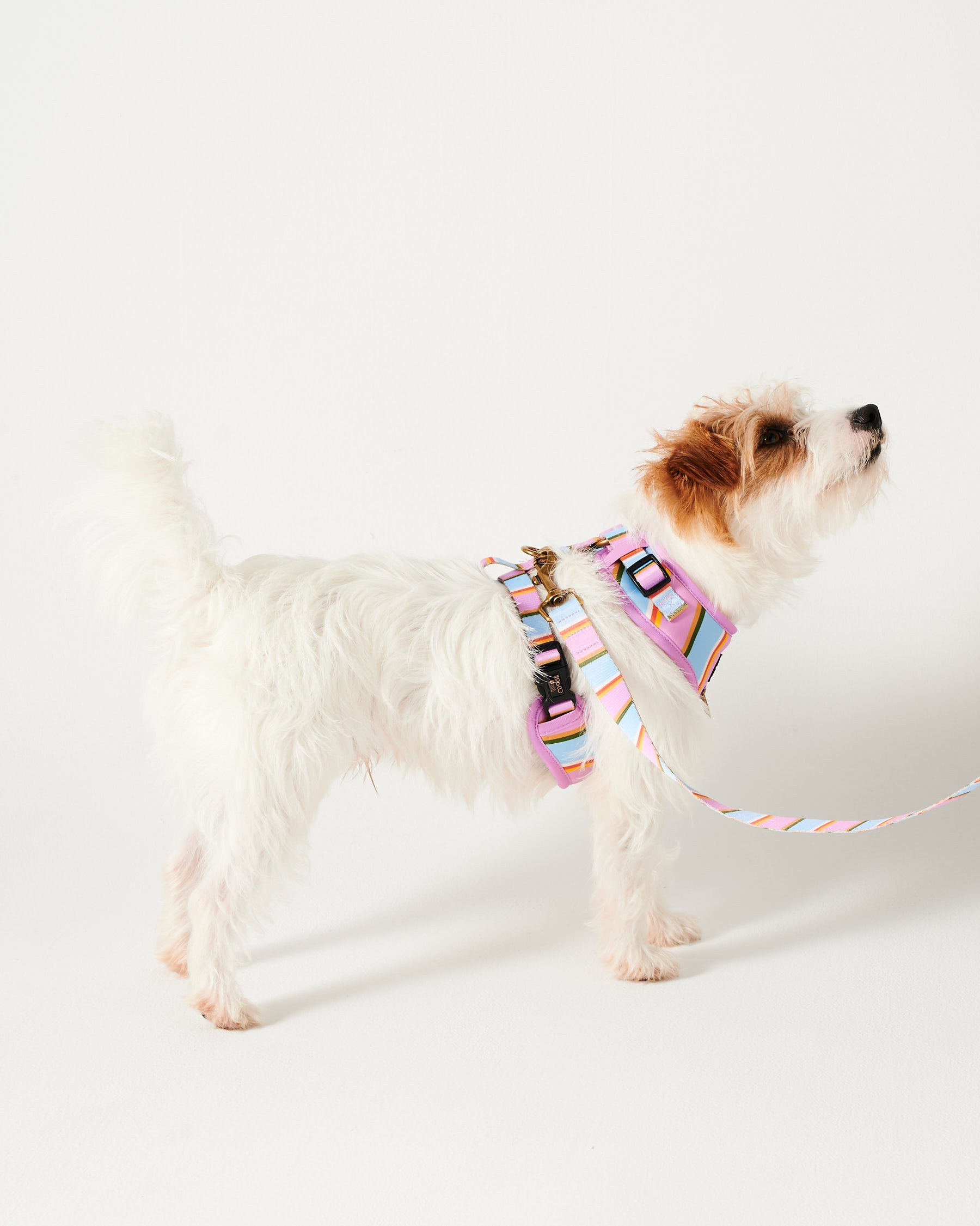Premium Fez Stripe Dog Leash - Durable & Adjustable Pet Walking Lead for Small to Medium Dogs - Perfect for Daily Walks, Training & Outdoor Adventures