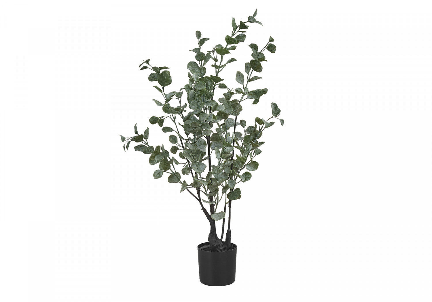 35 Eucalyptus Plant with 5 Black Pots - Fresh Green Indoor/Outdoor Decor for Home, Office, and Garden
