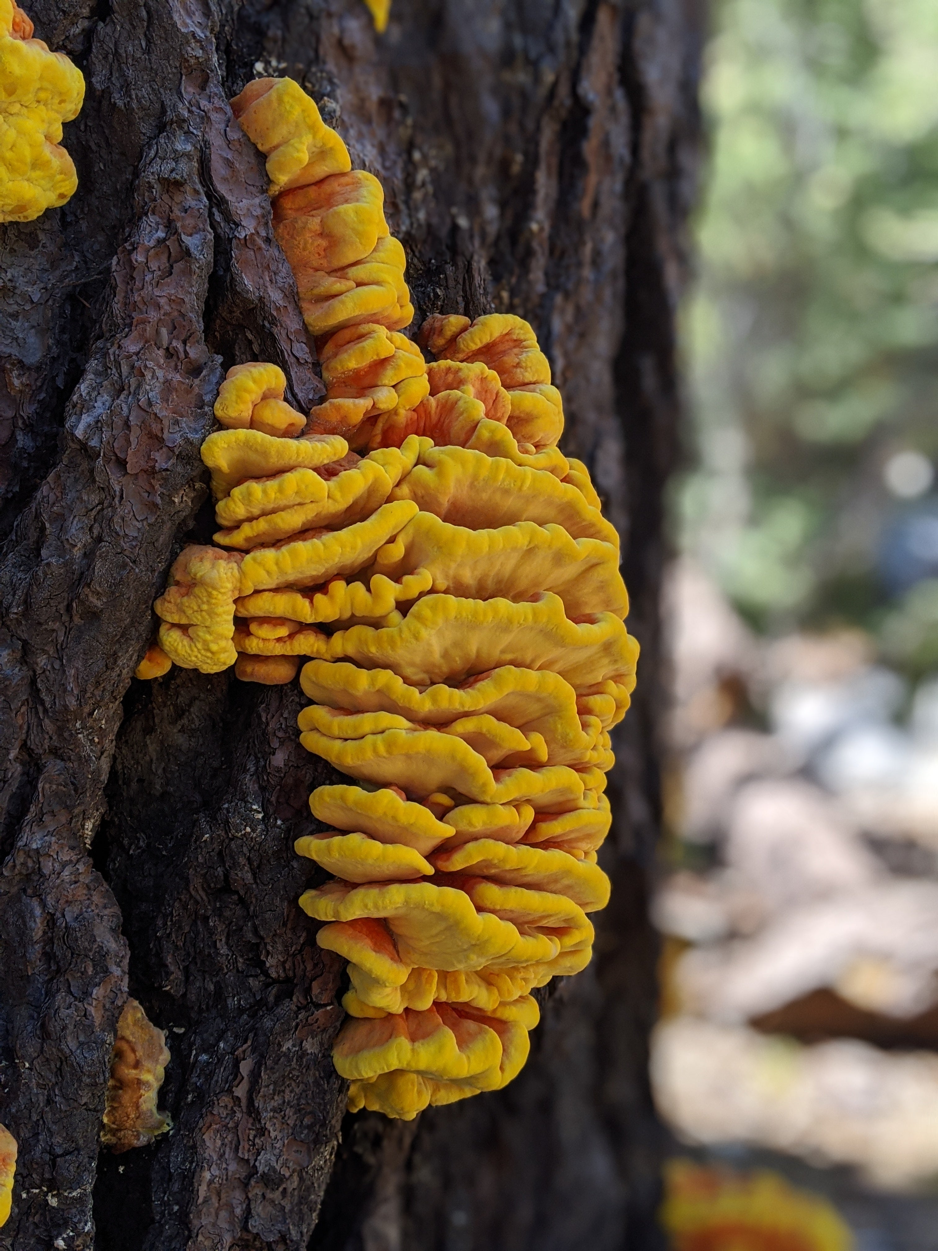 Backpacking Yosemite: Grand Canyon of the Tuolumne River - Hiking Gear & Outdoor Equipment for Adventure Travel | Perfect for National Park Camping and Wilderness Exploration