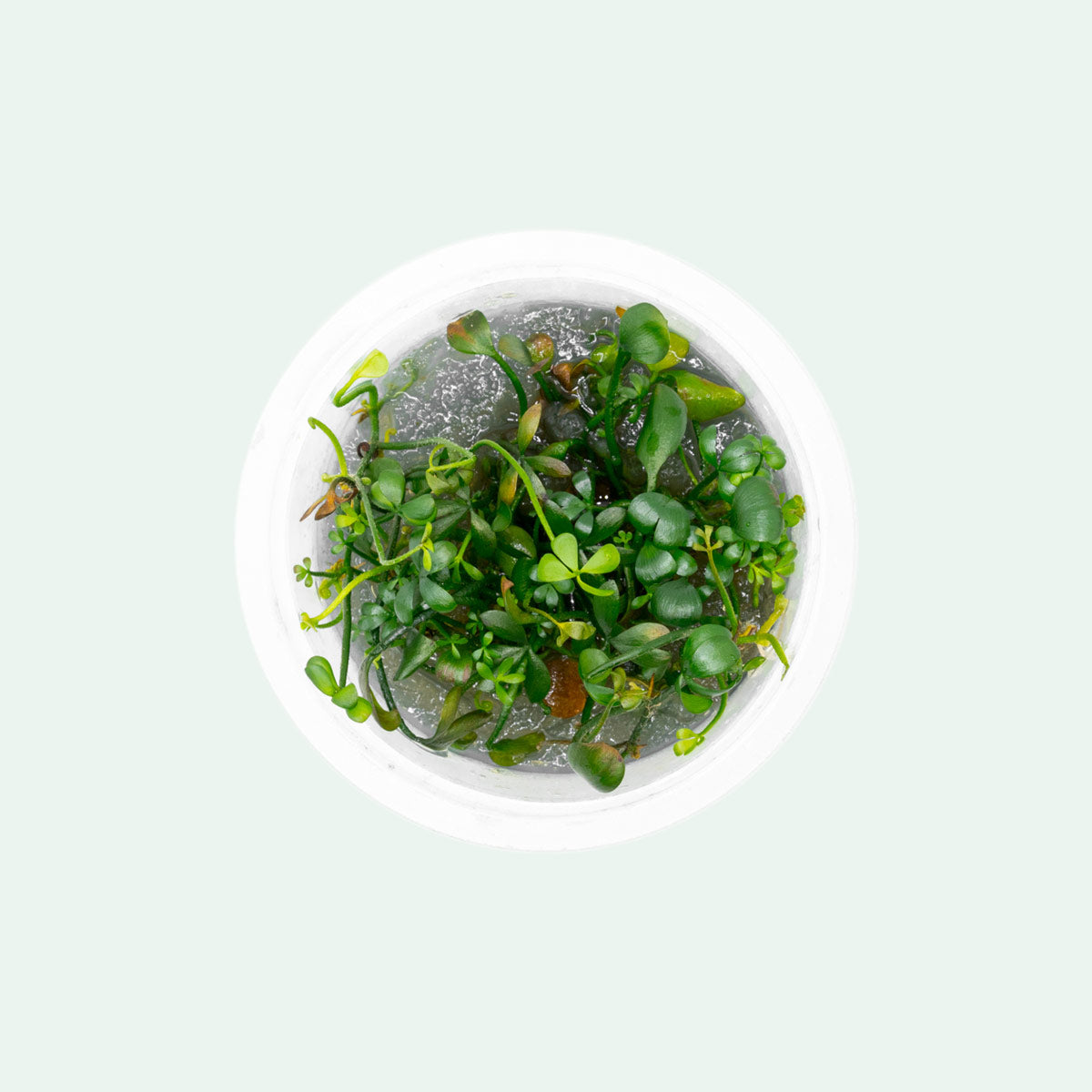 Marsilea Hirsuta Aquatic Plant for Aquarium - Carpeting Foreground Plant for Fish Tank, Nano Tank & Aquascaping | Perfect for Freshwater Aquariums & Shrimp Tanks