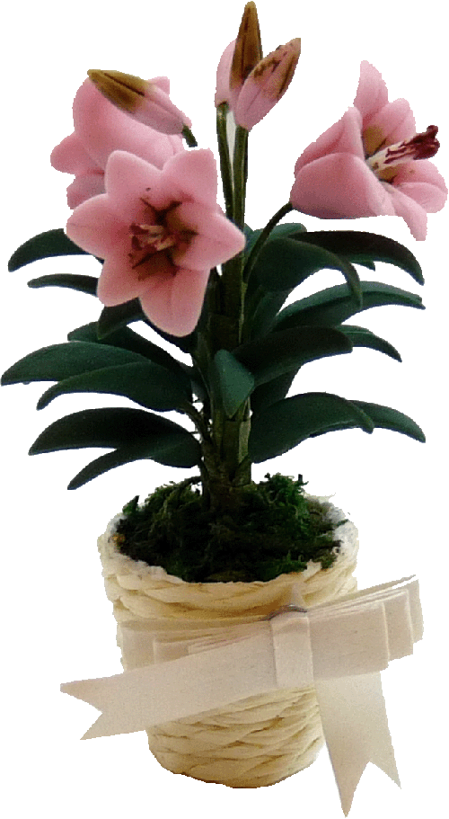 Easter Lily Bulbs - Pink Fresh Flowers for Spring Planting, Home Garden Decor, and Easter Gift Ideas