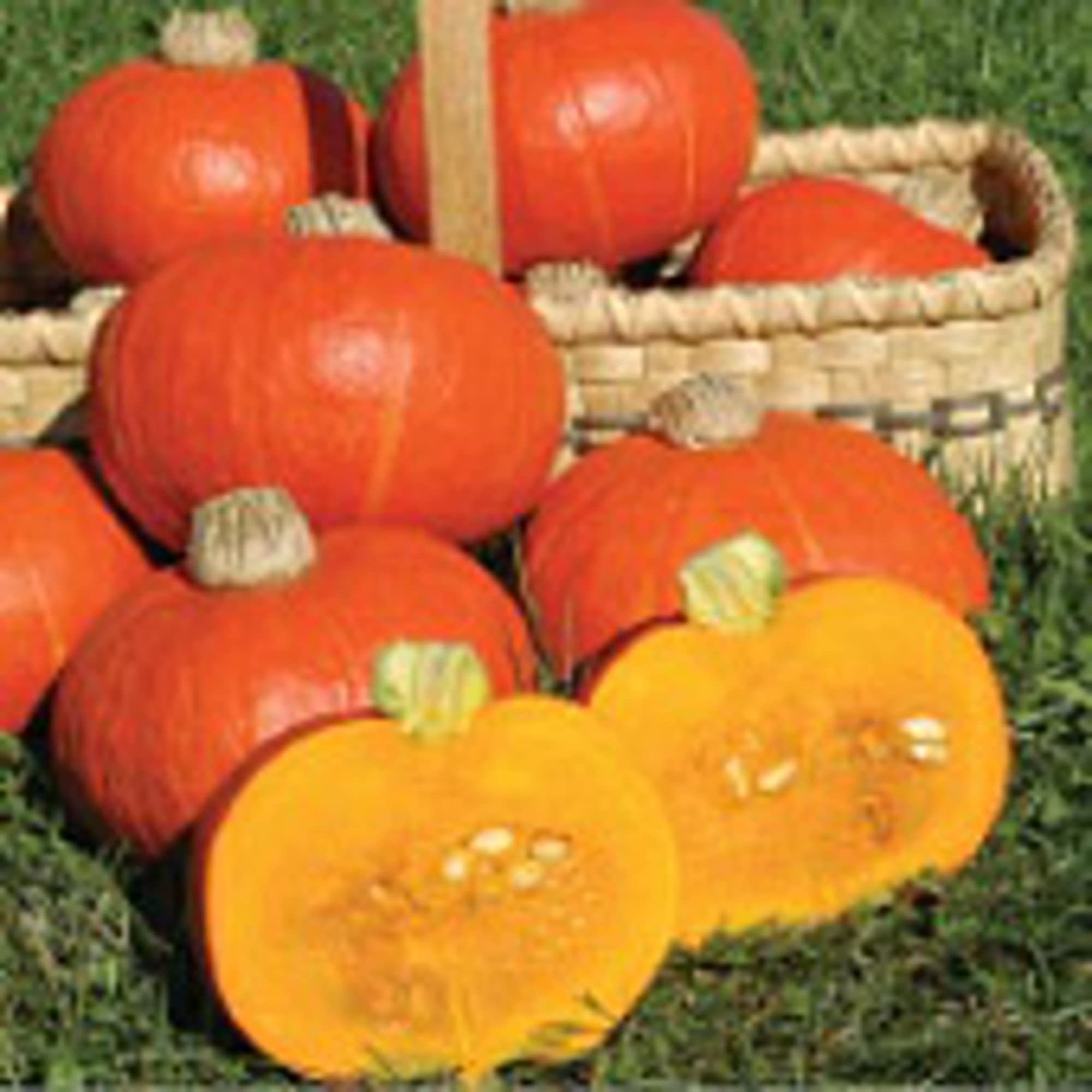 Organic Sunshine Squash Seeds (20+ Seeds) - Non-GMO Heirloom Vegetable Seeds for Planting | Home Garden, Greenhouse & Backyard Farming | Perfect for Soups, Roasting & Fall Decorations
