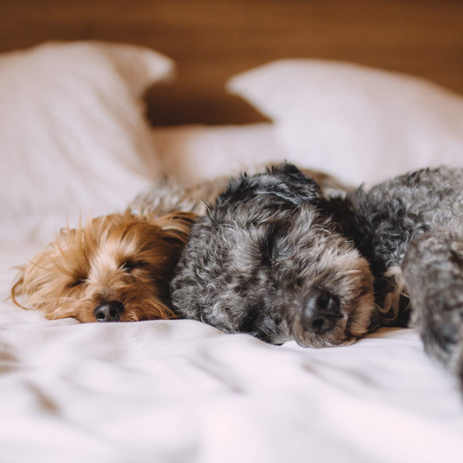 Blue Ridge Home Fashions Pet Agree Basics Purisimo Down Alternative Comforter - 100% Cotton Hypoallergenic Bedding for Allergies & Pets - Soft Comforters for Bedroom, Guest Room & Pet-Friendly Homes