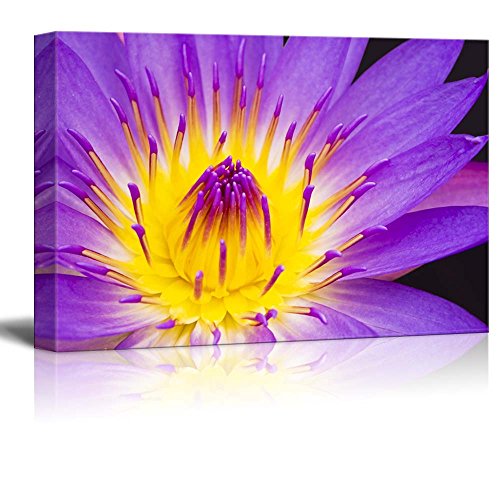 Water Lily