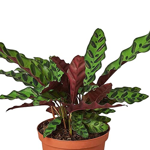 Calathea Lancifolia Rattlesnake