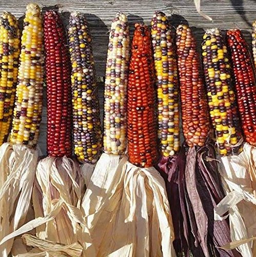 Colorful Indian Ornamental Corn Seeds (500 Count or 1/4 LB) - Fall Decor, Thanksgiving Centerpiece & DIY Crafts