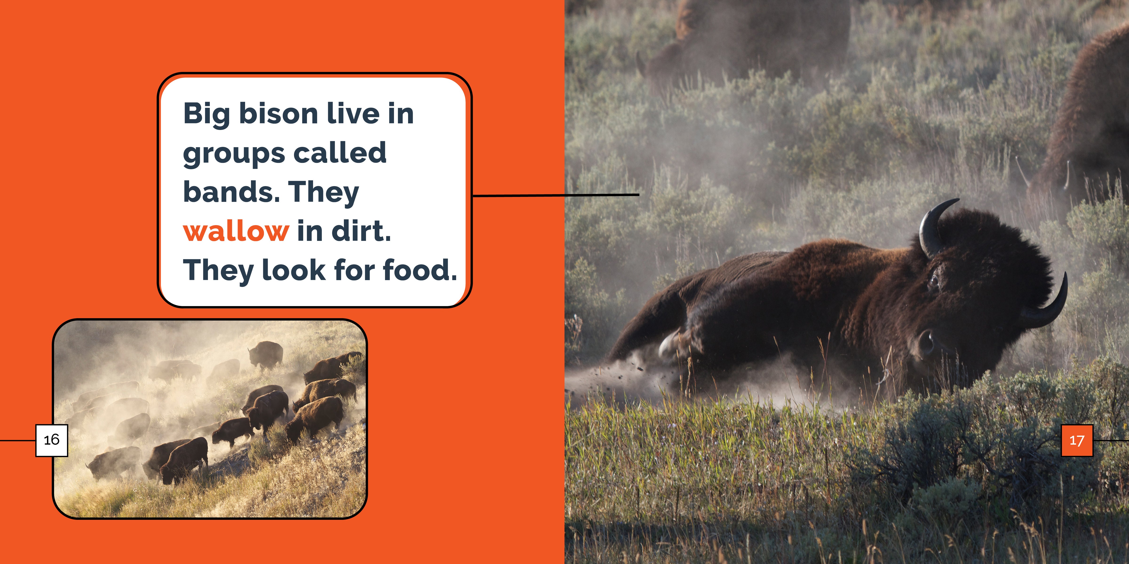 Bison Marvels - Premium Bison-Themed Gifts & Decor for Home, Office & Outdoor Adventures | Unique Wildlife Souvenirs & Collectibles