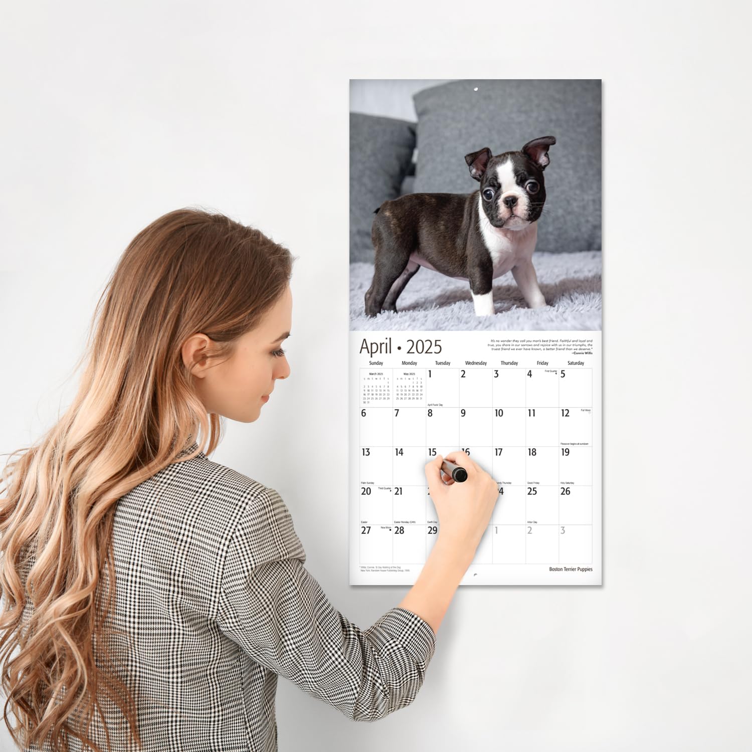RED EMBER Boston Terrier Puppies 2025 Wall Calendar - 12 Month Large 12x24 Inch with Thick Sturdy Paper - Perfect Gift for Dog Lovers, Home & Office Decor