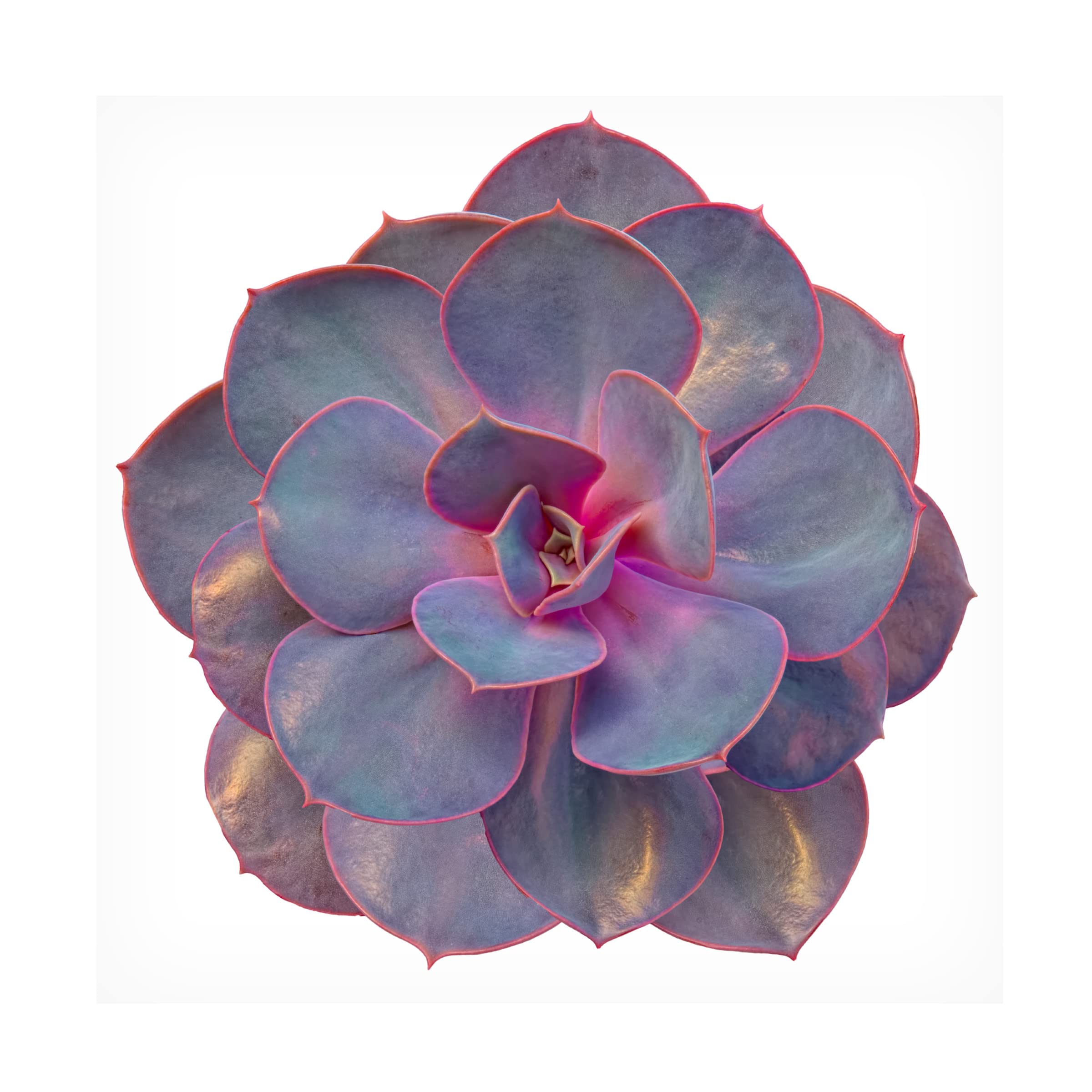 Trademark Fine Art 'Succulent Cut Out 02' Canvas Wall Art by Cora Niele - Modern Botanical Home Decor for Living Room, Bedroom & Office