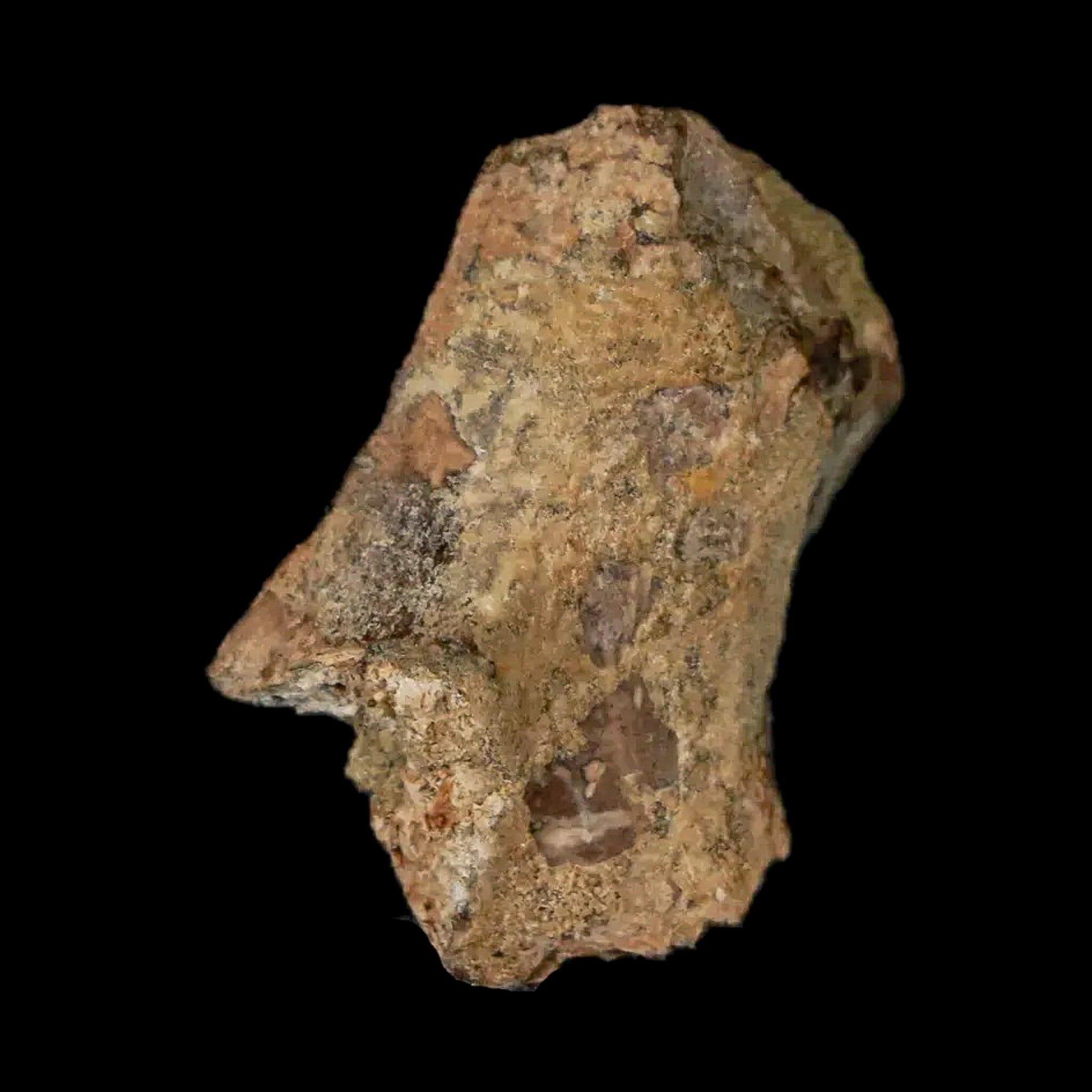 Authentic Thescelosaurus Dinosaur Fossil Bone - Cretaceous Period, Lance Creek Formation, Wyoming (COA Included) - Perfect for Paleontology Collectors & Museum Displays