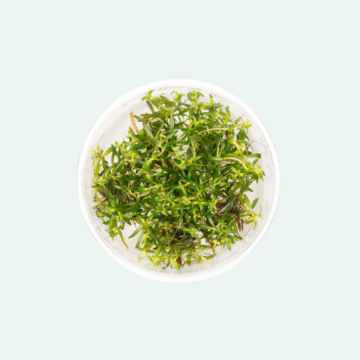 Ludwigia Arcuata Tissue Culture - Live Aquatic Plant for Freshwater Aquariums | Perfect for Aquascaping, Fish Tanks & Planted Tanks