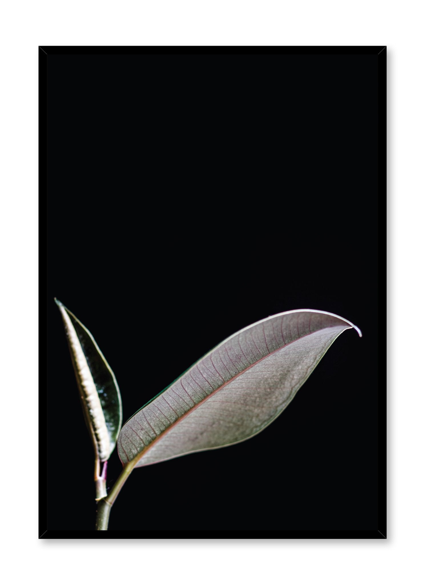 Leaf Poster - Botanical Wall Art Decor for Home & Office | Nature-Inspired Prints for Living Room, Bedroom & Workspace