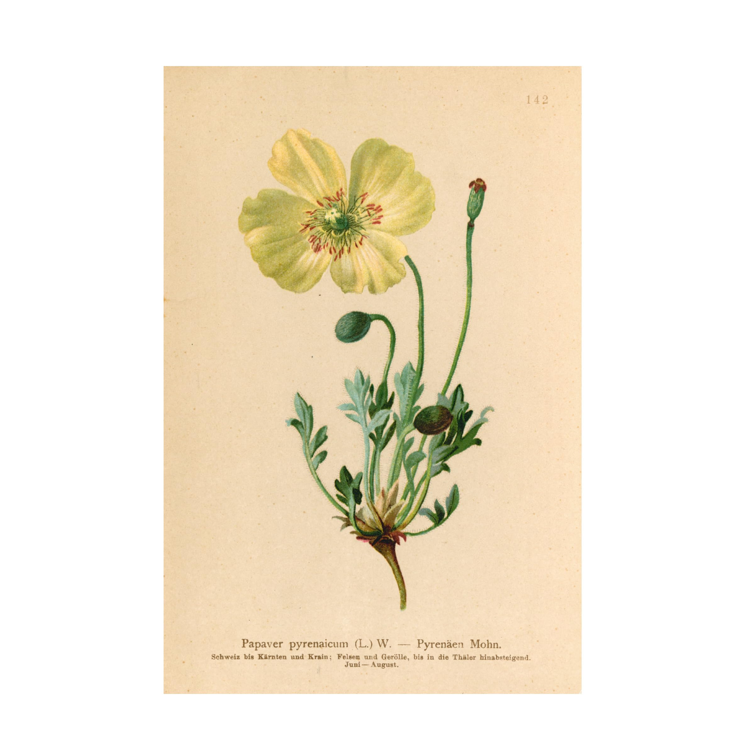 Trademark Fine Art 'Papaver Pyrenaicum' Floral Canvas Wall Art Print - Handmade Home Decor for Living Room, Bedroom & Office
