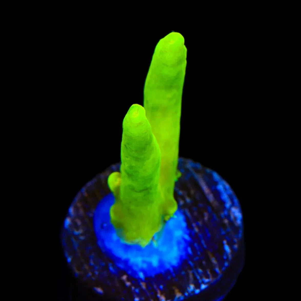 Premium Banana Lokani Acropora Coral for Saltwater Aquariums - Vibrant Yellow SPS Coral for Reef Tanks, Coral Frags for Marine Aquascaping